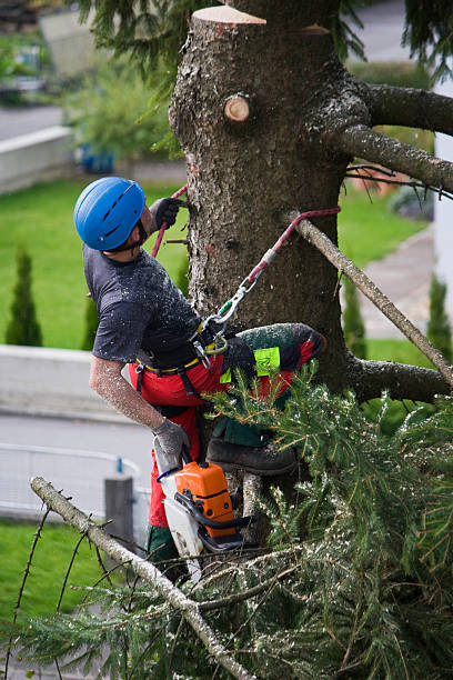 Trusted Woodsville, NH  Tree Services Experts