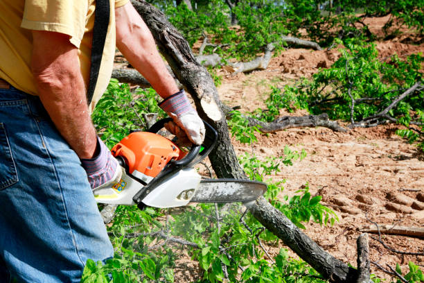 Why Choose Our Tree Removal Services in Woodsville, NH?